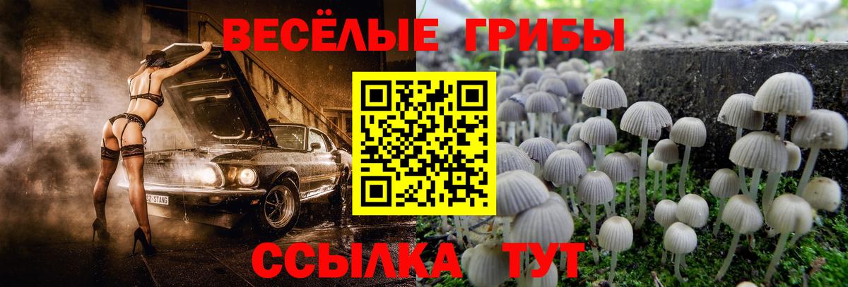 Псилоцибиновые грибы Psilocybe  Вход с VPN  Вязники 